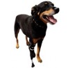 protesis per a gos