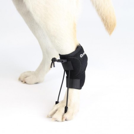 Dog best sale knuckling brace