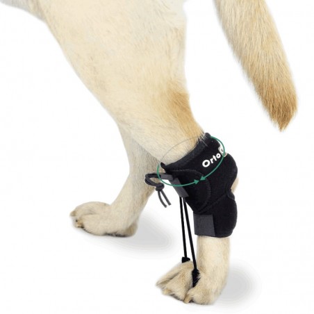 Dog clearance knuckling brace