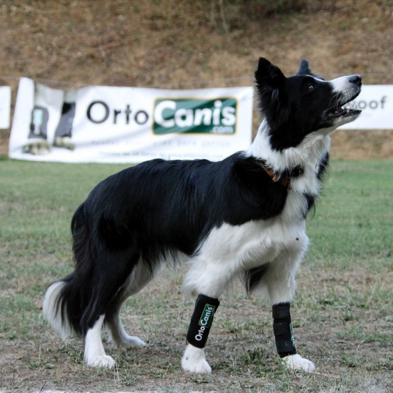 Protège-poignet pour chien 