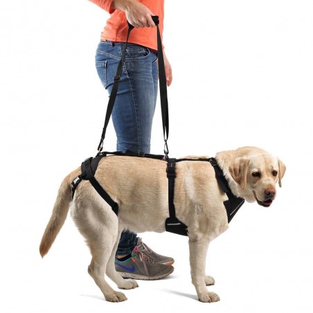 Traversine per cani 10 pz – Base duemila