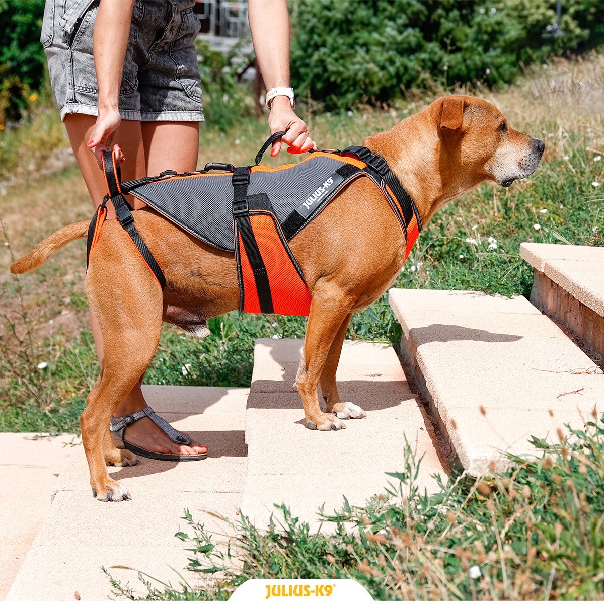 4-in-1 Multifunctional Rehabilitation Dog Harness