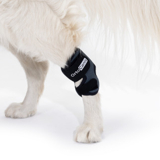 Coussinets de protection respirants pour coudières pour chien pour le  soutien du coude et de l'épaule du chien Hygroma du coude, dysplasie,  arthrose