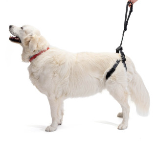 Harnais de levage de chien, aide de soutien arrière pour animaux de  compagnie Écharpe approuvée par un vétérinaire pour Old K9 Dog Help avec  une mauvaise stabilité