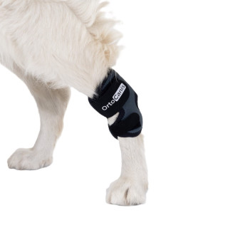 kaufen Sprunggelenkbandage für Hunde - Gelenkschützer für Hunde