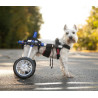 buy Adjustable Dog Wheelchair - Buy