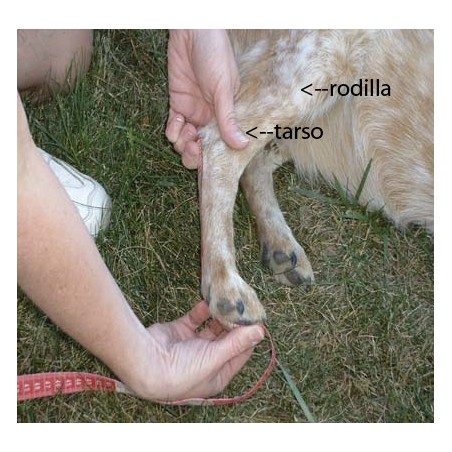 how do you splint a dogs hind leg