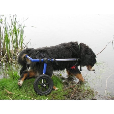 Fauteuil roulant pour chien pour la rééducation des pattes arrière