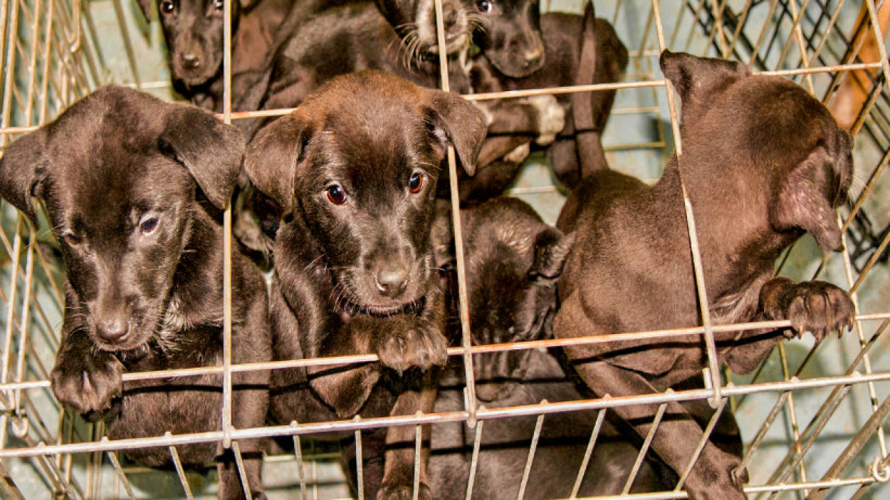 puedes vender cachorros a una tienda de mascotas