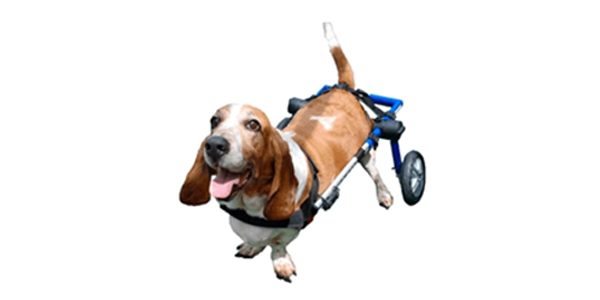 Wheelchair for Dogs | Wheels for Dogs | Ortocanis