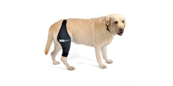 Aids for dogs with knee problems, lameness, pain, torn ligaments, dislocated patella and other knee problems. on your knees