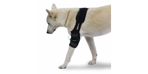 Aides orthopédiques pour chiens atteints de dysplasie du coude, d'hygromas, d'usure du cartilage ou de fractures de la patte avant.