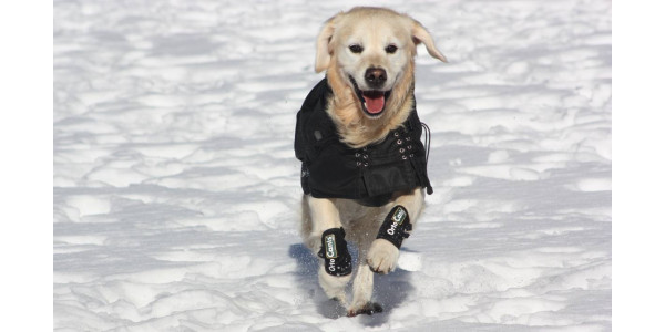 Aides pour les chiens ayant des problèmes au carpe, comme l'arthrose, les lésions des ligaments et des tendons, les luxations ou d'autres problèmes au niveau du carpe.