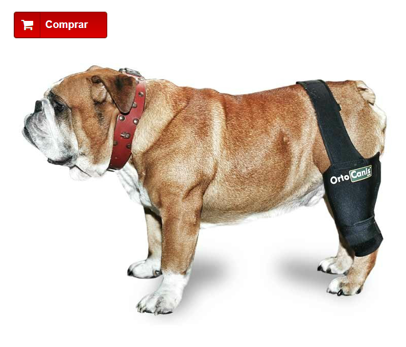protector de rodilla para perros