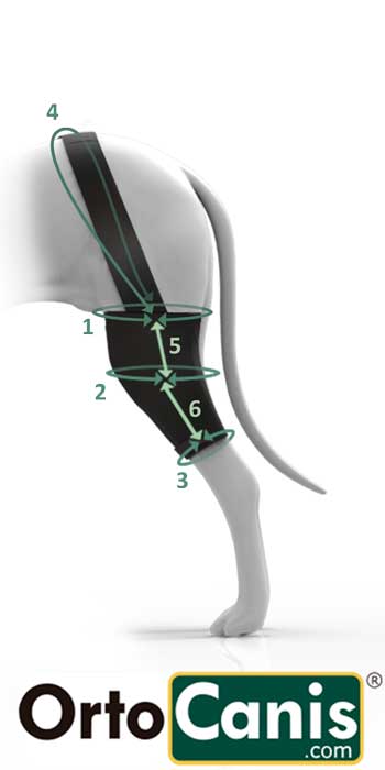 OrtoCanis Cruciate Ligament / Knee brace